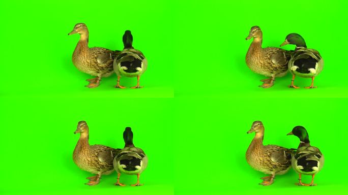 绿屏背景。绿幕抠像4K分辨率两只鸭