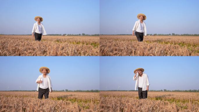 丰收 水稻 稻田