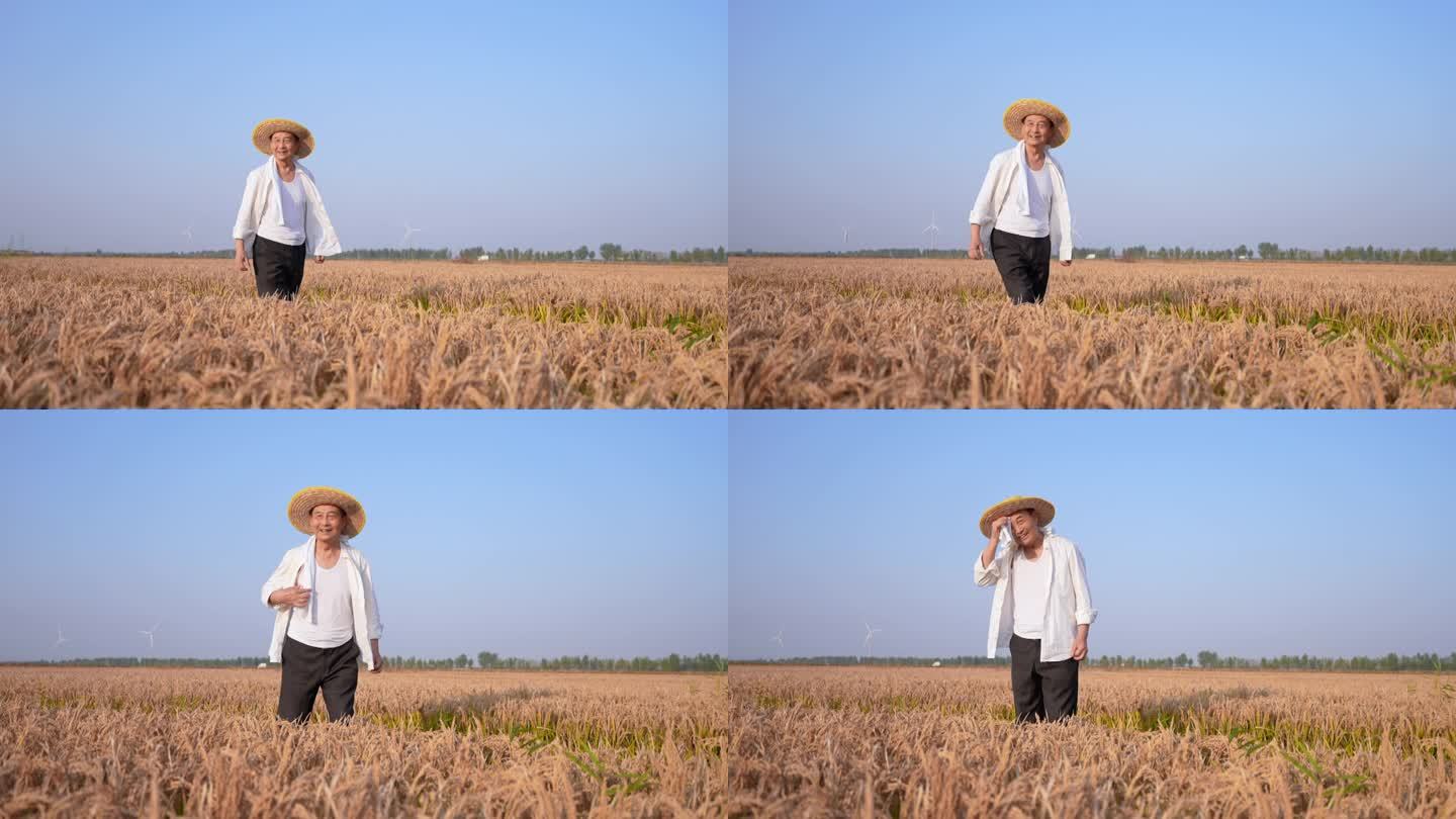 丰收 水稻 稻田