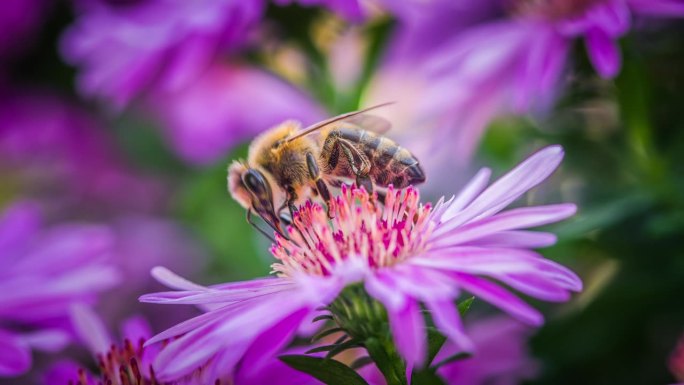蜜蜂收割花粉蜜蜂收割花粉
