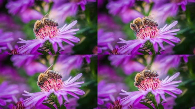 蜜蜂收割花粉蜜蜂收割花粉