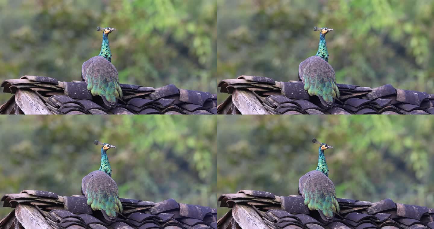 一只野生绿孔雀落在云南山区一旧屋房顶上