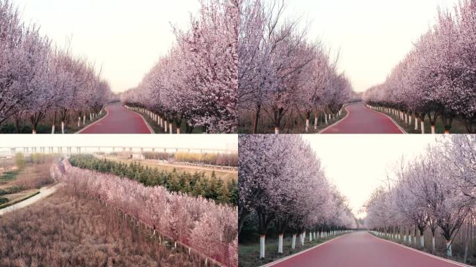 紫叶李花海大道|春天|粉色花路|航拍