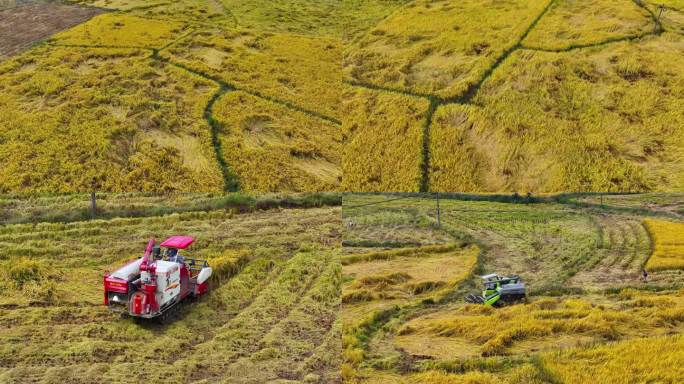 水稻减产 倒伏水稻 农业自然灾害