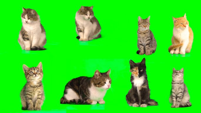 Cat设置隔离屏各种各样的猫咪视频素材绿