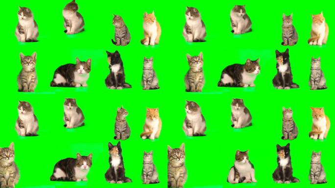 Cat设置隔离屏各种各样的猫咪视频素材绿