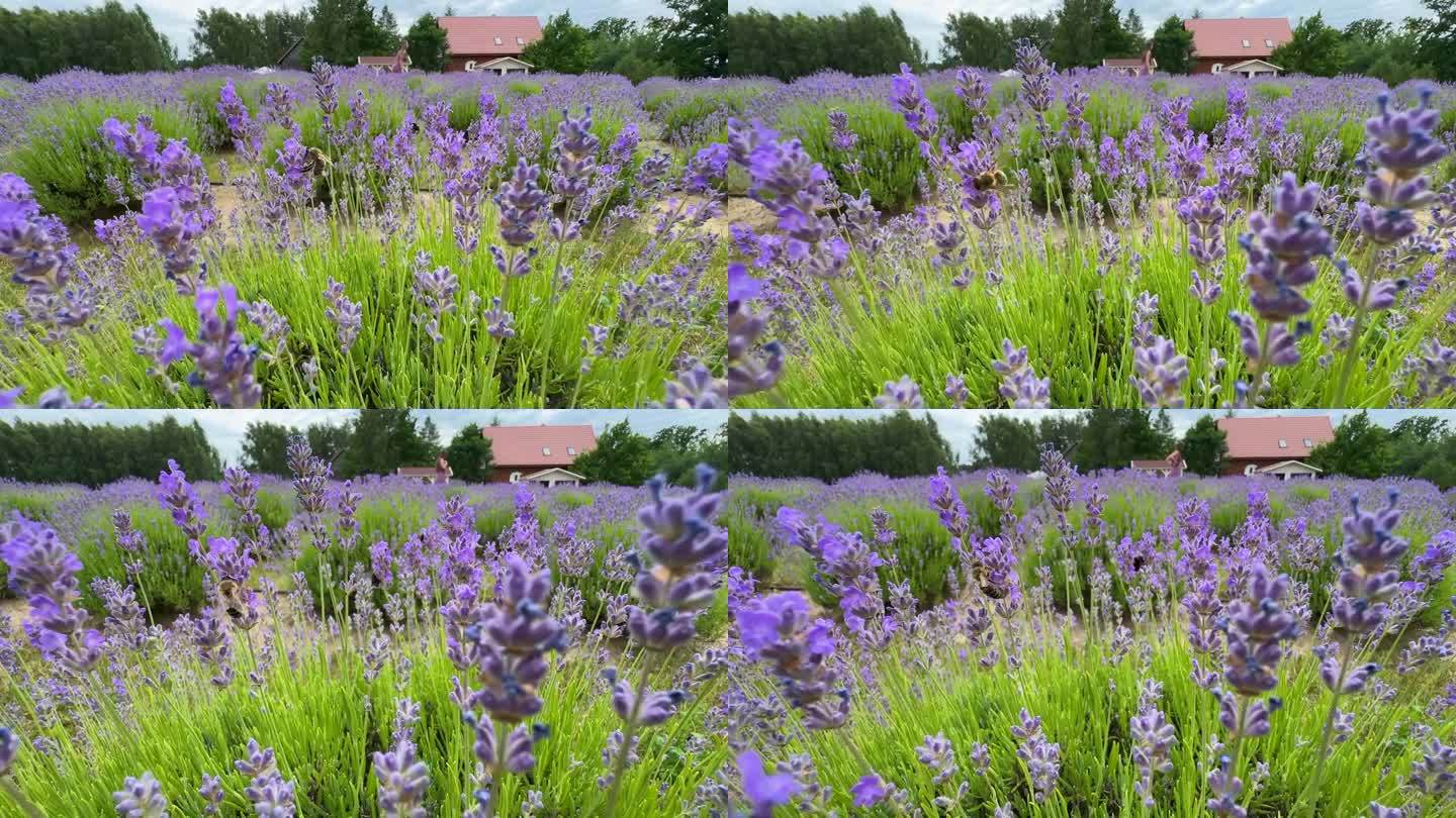 紫色的薰衣草田盛开在日落的一天慢动作滑翔在夏天。这是一片大片薰衣草丛的慢镜头。