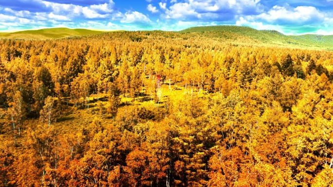 秋天森林秋景航拍