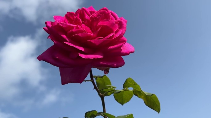 蓝天上美丽的玫瑰花。