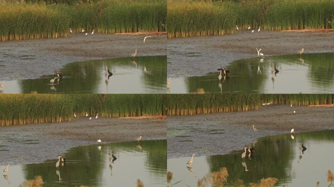 衡水湖水鸟飞鸟白鹭苍鹭芦苇荡湿地