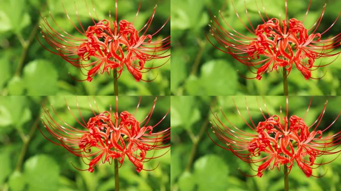 红蜘蛛百合花或丛中朱顶花，秋日或秋日，东花