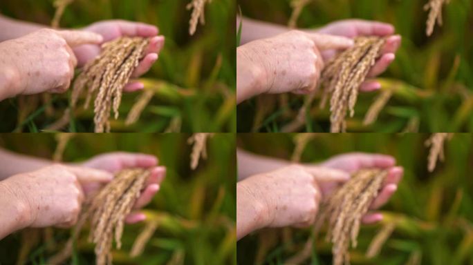 水稻 稻子 米 有机大米 农业 农产品