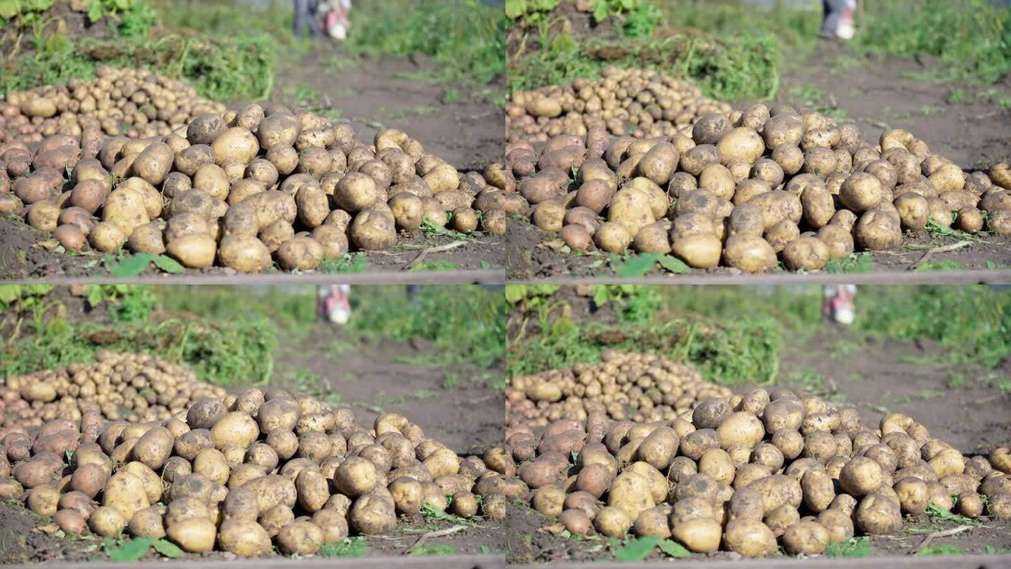 九月收获土豆。有机农业，秋天，收获的季节。在花园里挖土豆。
