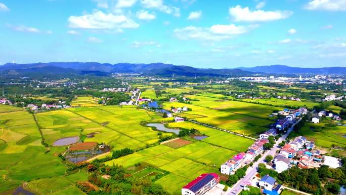 乡村振兴农业土地三农乡村稻田