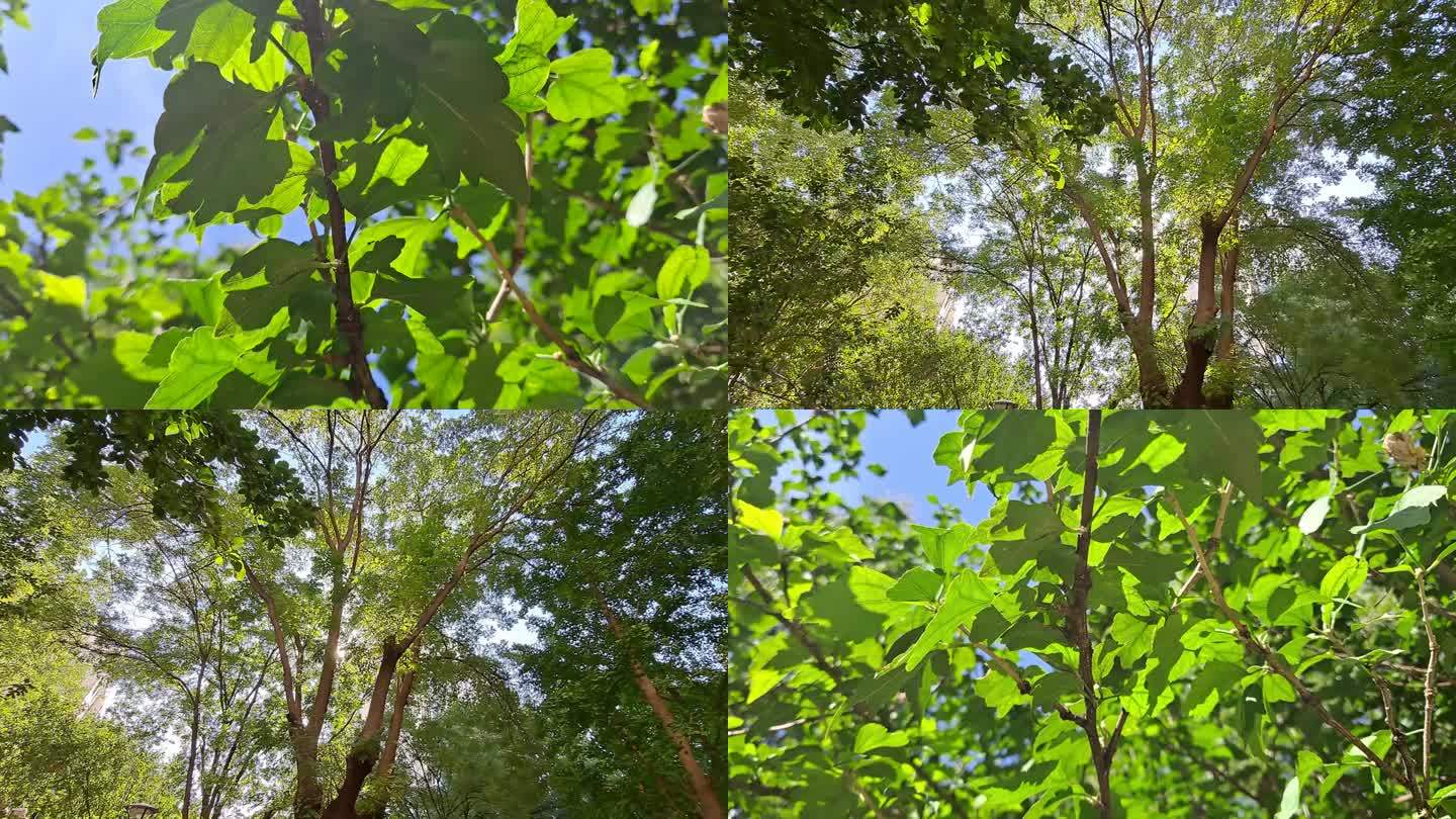 4k 绿树，蓝天，绿叶透明，秋日天空高远