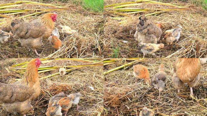 母鸡妈妈带小鸡，杂草里觅食