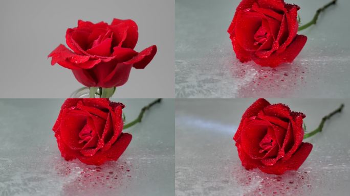 红玫瑰落入水中意境