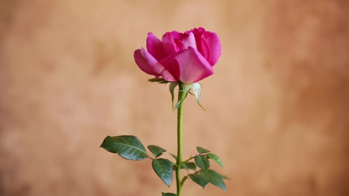 美丽的花朵盛开的红玫瑰在棕色的背景