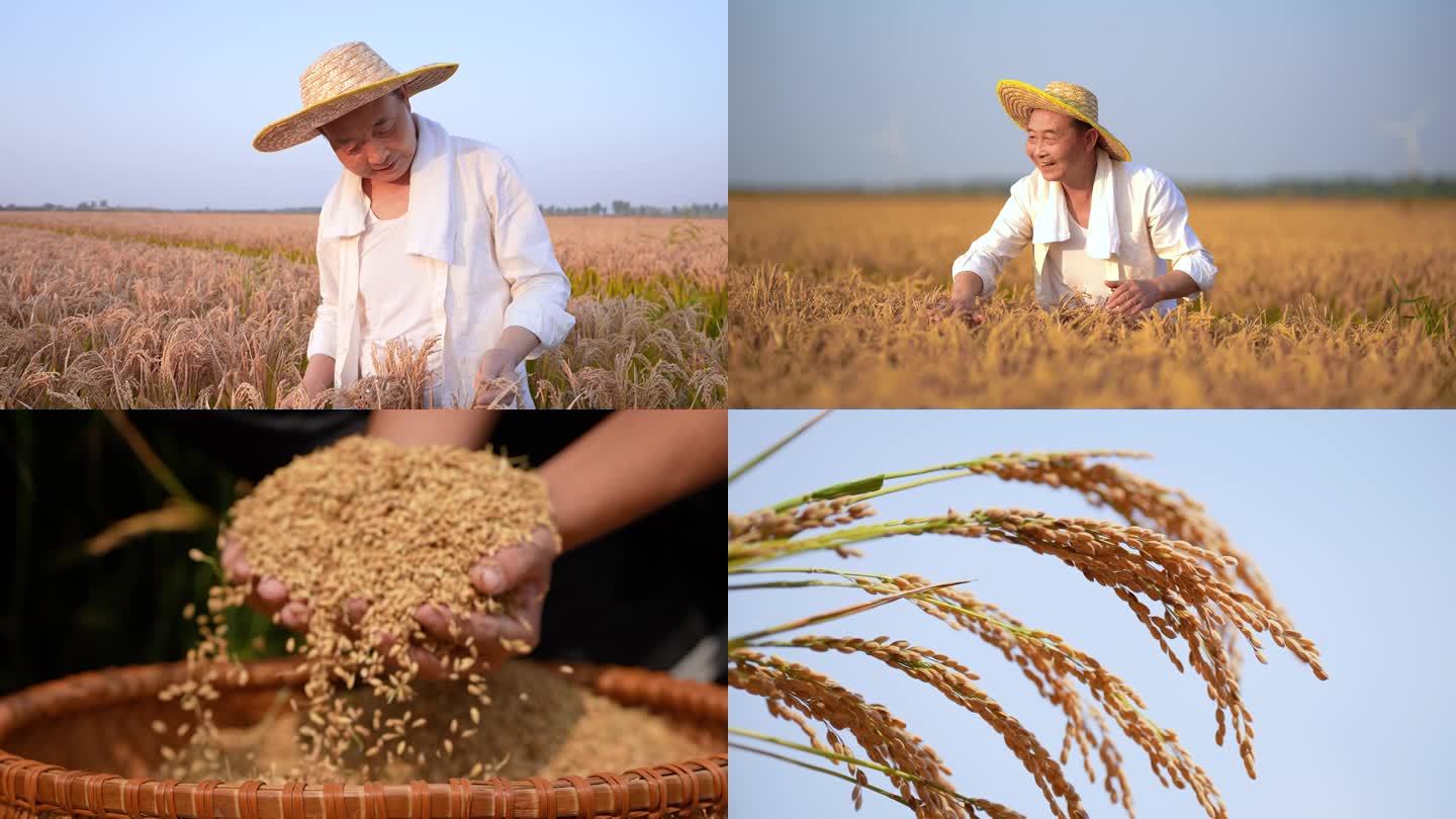 农业水稻丰收 希望
