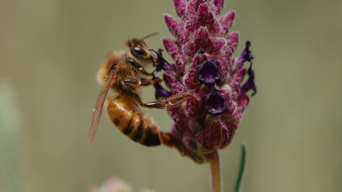慢动作的蜜蜂蜜蜂采蜜特写