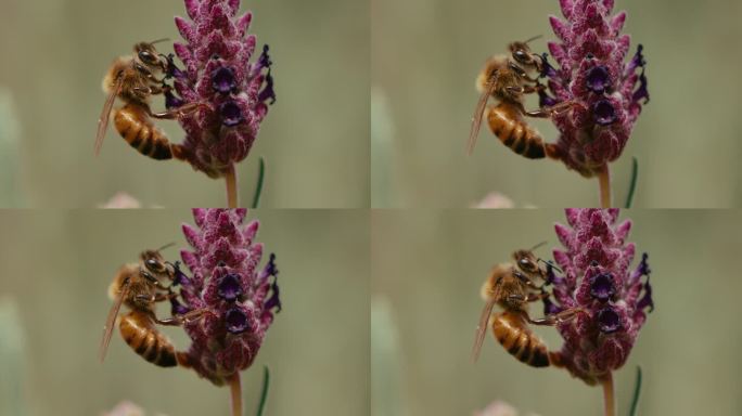 慢动作的蜜蜂蜜蜂采蜜特写