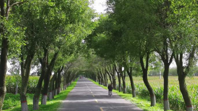 职田路 林荫小道 乡村小路 乡村小道