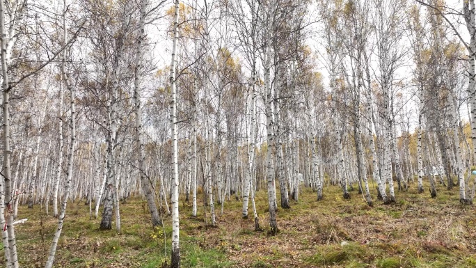 白桦林风景