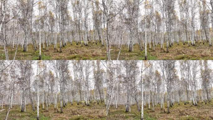 白桦林风景