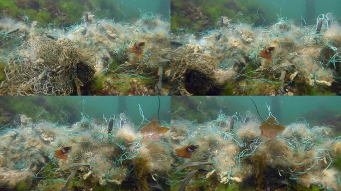在黑海浅水区，阳光刺眼的绿藻Ulva上，丢失的渔网全景