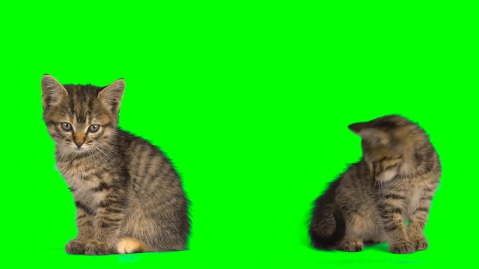 Cat设置隔离屏小猫绿幕中华田园猫