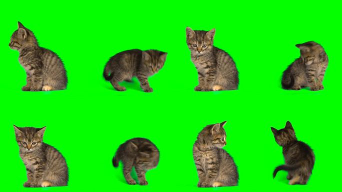 Cat设置隔离屏小猫绿幕中华田园猫