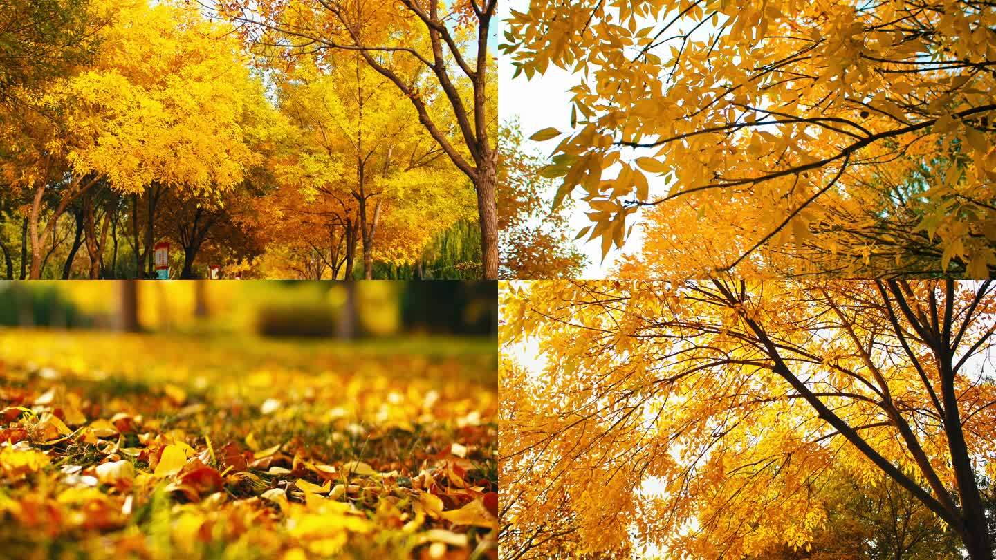 金色秋天阳光树叶-秋天落叶社区公园
