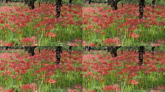 红色美丽的一簇朱顶花