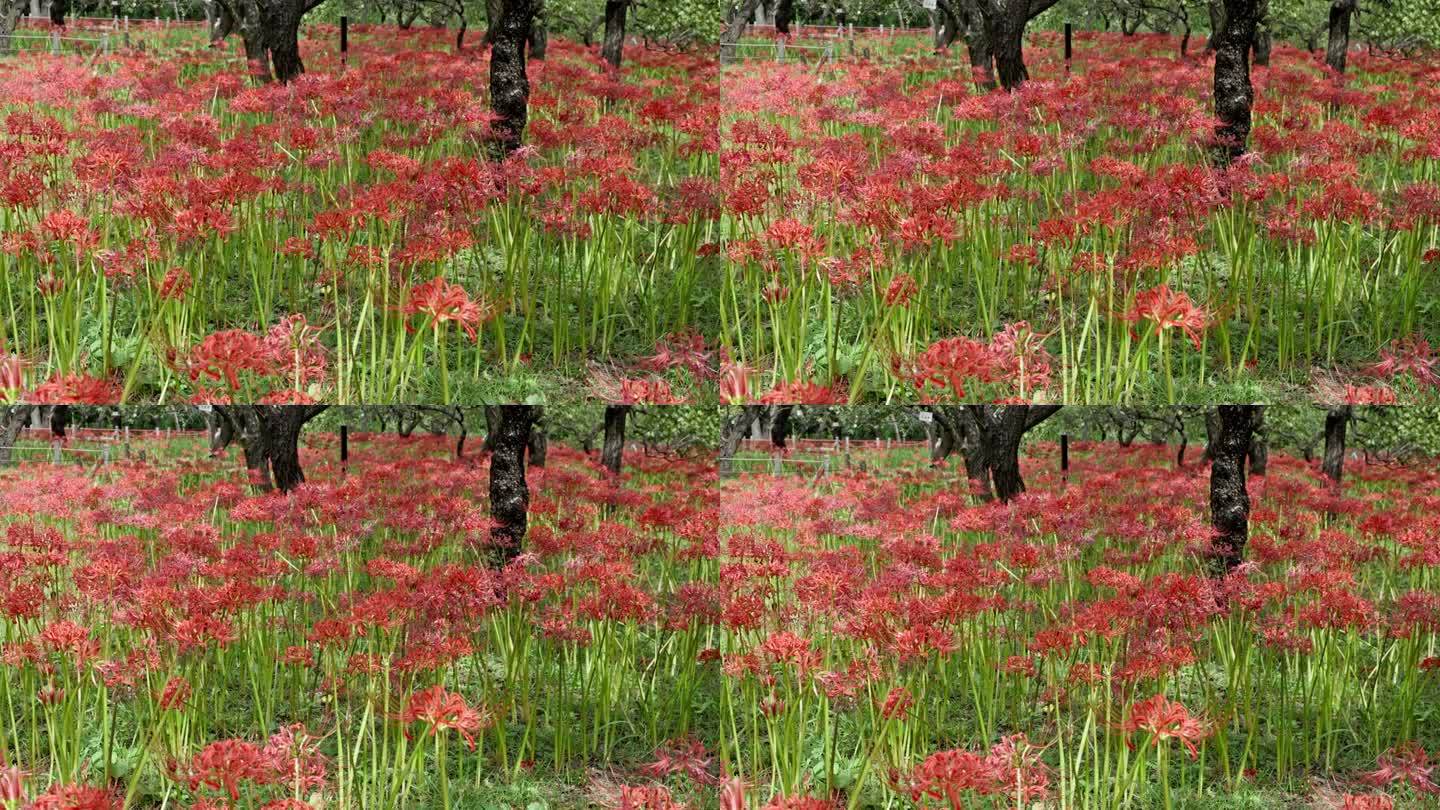 红色美丽的一簇朱顶花