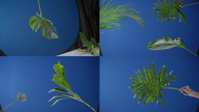 蓝幕植物叶子抠像4k