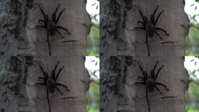 哥伦比亚小黑狼蛛，Xenesthis immanis，是一种大型陆生鸟蛛，腿和身体多毛，图案美丽。