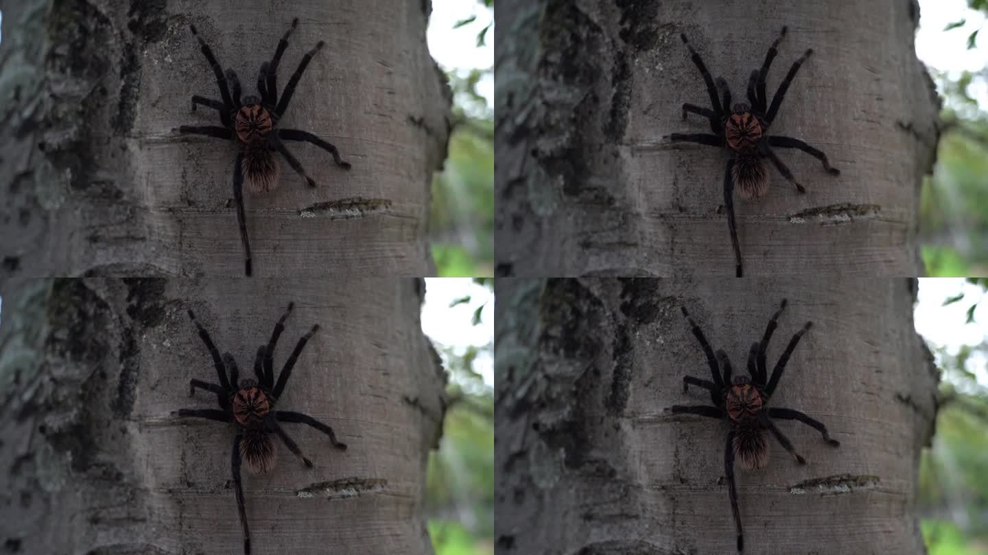 哥伦比亚小黑狼蛛，Xenesthis immanis，是一种大型陆生鸟蛛，腿和身体多毛，图案美丽。