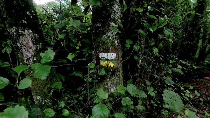 在森林中央的树桩上有标记徒步路线的标记，指引你沿着正确的路线前进。