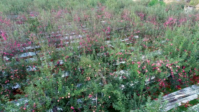 苹果 大面积苹果