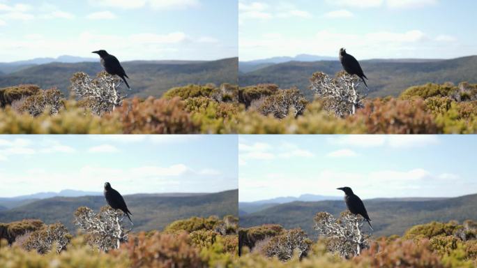 令人惊叹的黑色龟爪鸟栖息在白色的柱子上，黄色的前景和山脉作为背景。摇篮山，塔斯马尼亚，澳大利亚