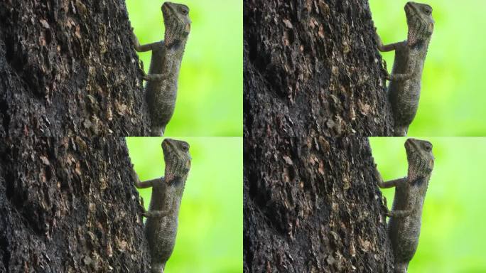 蜥蜴——等待食物爬行动物走进自然记录片