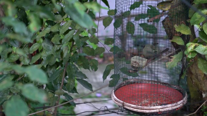 笼中鸟鸣生态环境自然景色笼中一只鸟