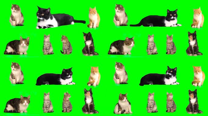 Cat设置隔离屏各种各样的猫咪视频素材