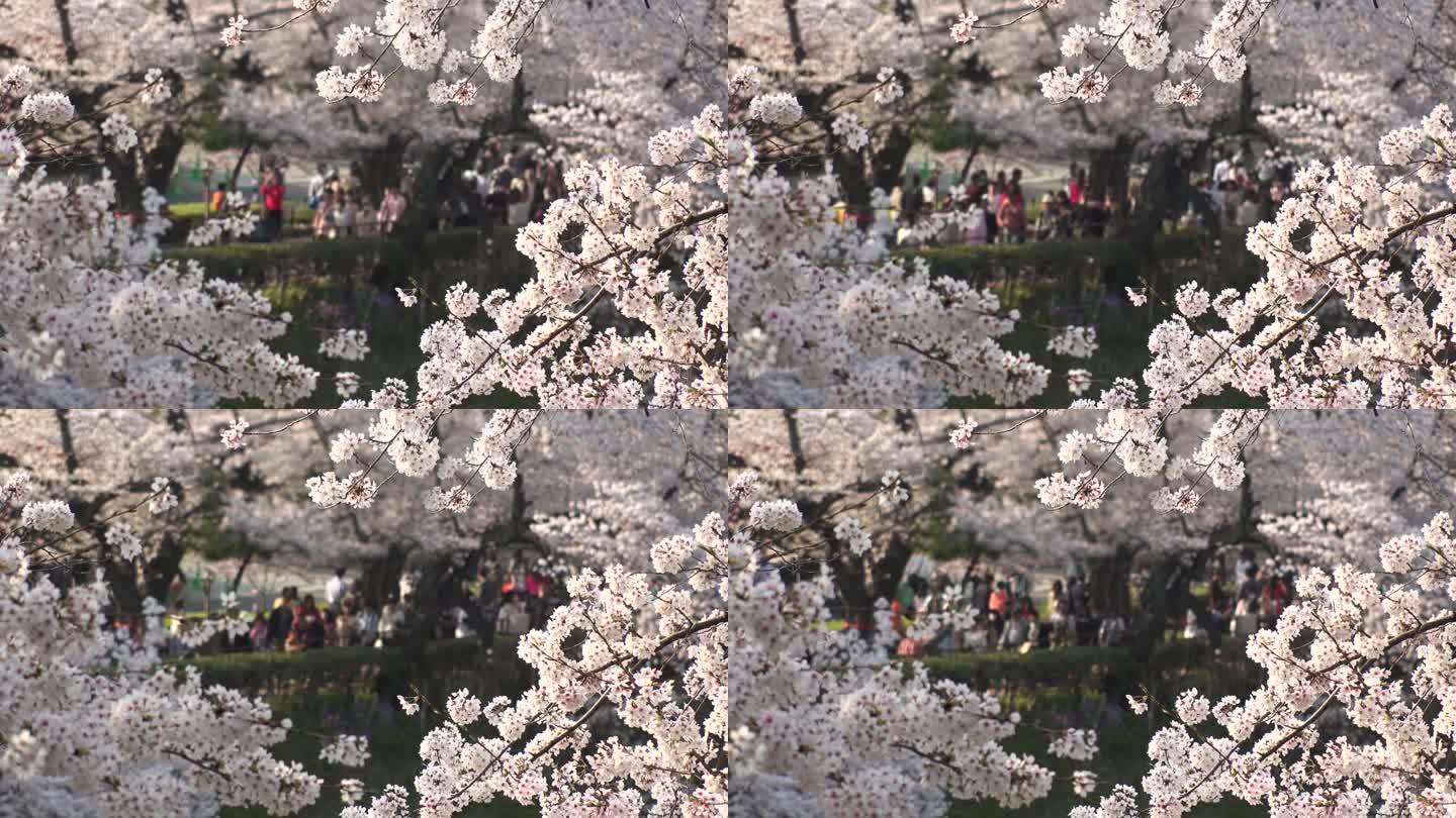 日本东京:心形的樱花。