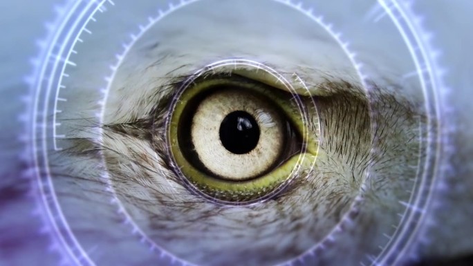 不同动物眼睛的特写序列与未来的高科技hud覆盖-哺乳动物鸟鱼爬行动物-生物多样性概念-无限循环