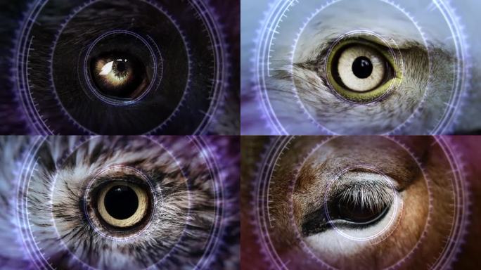 不同动物眼睛的特写序列与未来的高科技hud覆盖-哺乳动物鸟鱼爬行动物-生物多样性概念-无限循环