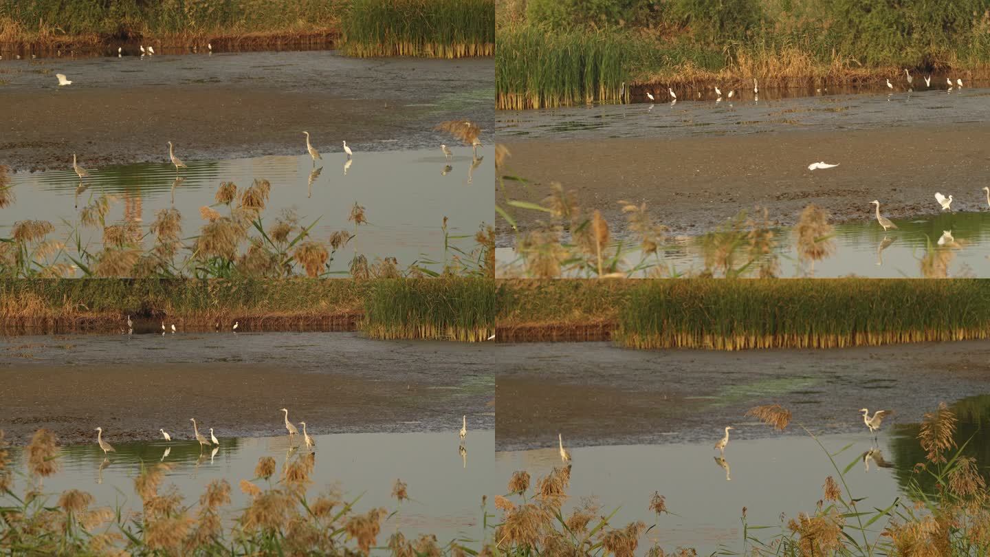 衡水湖水鸟白鹭苍鹭芦苇荡湿地