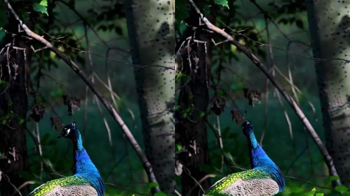树林里一只雄性蓝孔雀  4k