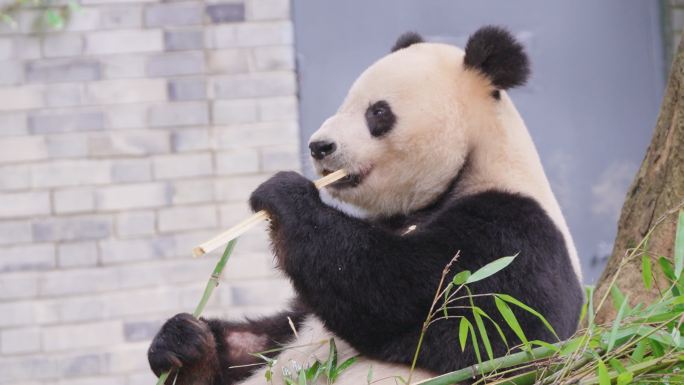 大熊猫动物园