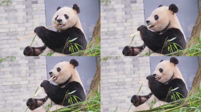 大熊猫动物园